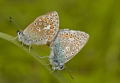 Common blue/Icarusblauwtje 14