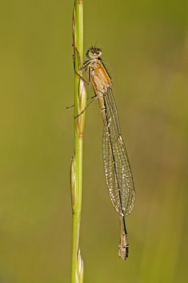 Blue tailed damselfly/Lantaarntje 15