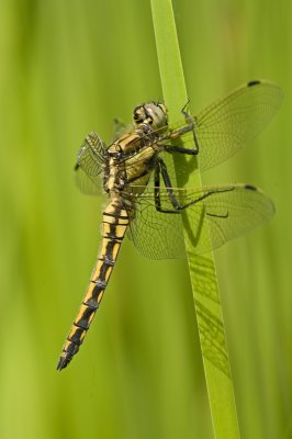 Black-tailed skimmer/Gewone oeverlibel 18