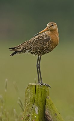 blacktailed godwit gallery