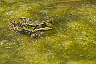 Green frog/Groene kikker 5