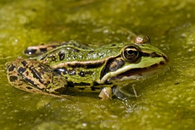 Green frog/Groene kikker 4