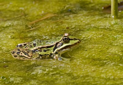 Green frog/Groene kikker 3