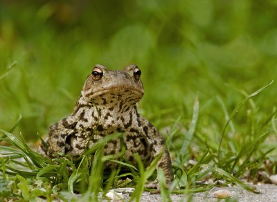 Common toad/Pad 1