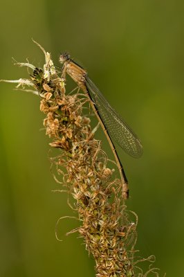 Blue tailed damselfly/Lantaarntje 32