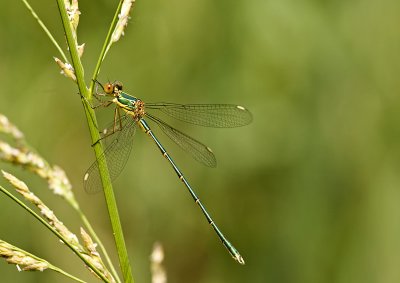 Green emerald damselfly/Houtpanserjuffer 33