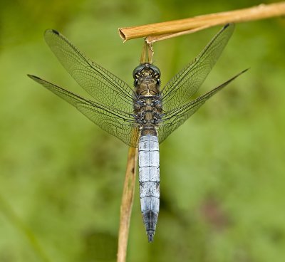 Black-tailed skimmer/Gewone oeverlibel (m) 37