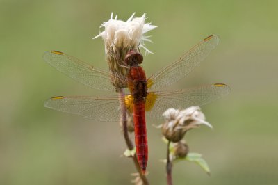 Scarlet dragonfly/Vuurlibel (m) 46