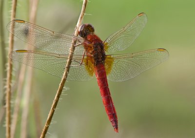 Scarlet dragonfly/Vuurlibel (m) 47