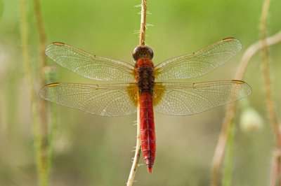 Scarlet dragonfly/Vuurlibel (m) 48