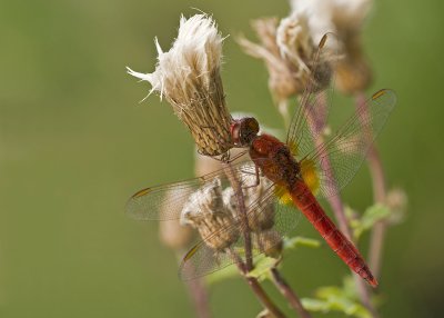 Scarlet dragonfly/Vuurlibel (m) 49