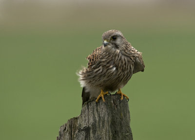 g3/65/908365/3/119831608.mxecZgXY.jpg