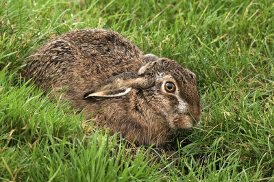 Hare/Haas 4