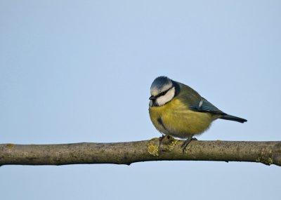 Blue tit/Pimpelmees 31