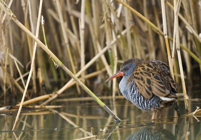 Water rail/Waterral 34