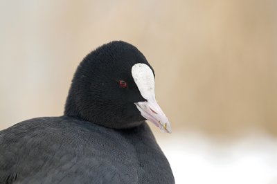coot gallery