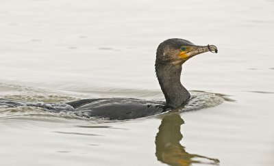 Great cormorant/Aalscholver 35