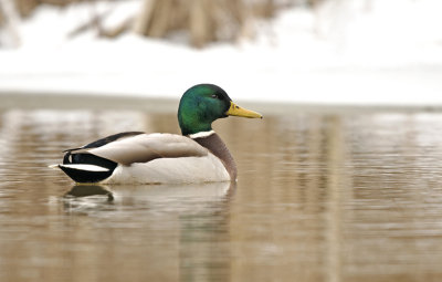 Mallard/Wilde eend (m) 7