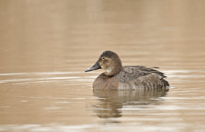 Pochard/Tafeleend (f) 37