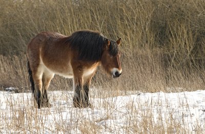 Draft horse/Trekpaard 3