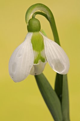 Common snowdrop/Sneeuwklokje 40
