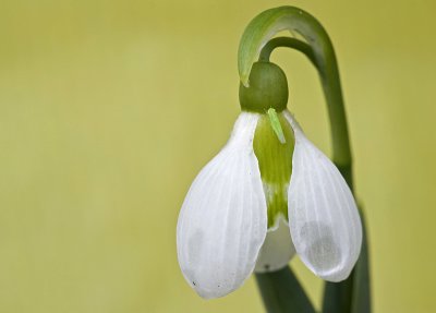 Common snowdrop/Sneeuwklokje 41
