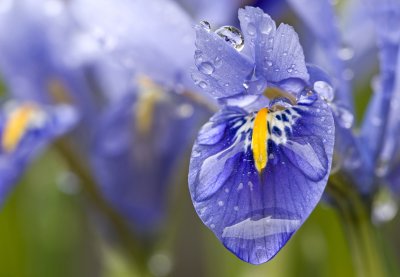 Iris 42