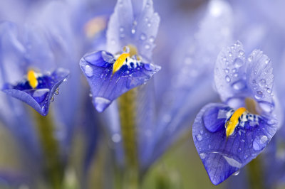 Iris 44
