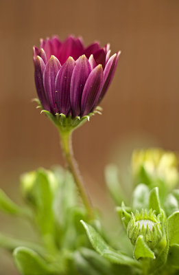 Daisy/Spaanse magriet 45