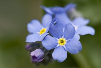 Forget me not/Vergeet-me-nietje 49