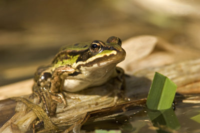 Green frog/Groene kikker 9