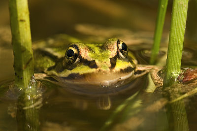 Green frog/Groene kikker 13