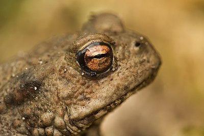 Common toad/Pad 15