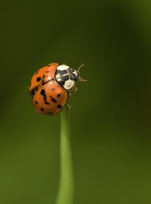 g3/65/908365/3/124583208.O5CAvjNR.jpg