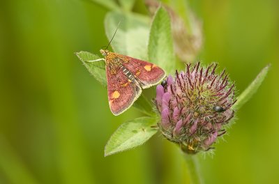 Mintmoth/Muntvlindertje 62