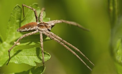 Nursery webspider/Grote wolfspin 73
