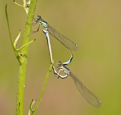 Blue tailed damselfly/ Lantaarntje 76