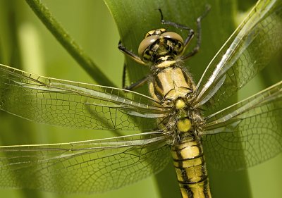 Black-tailed skimmer/Gewone oeverlibel  79