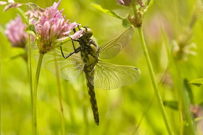 Black-tailed skimmer/Gewone oeverlibel 81