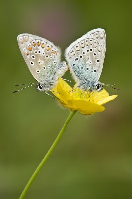 Common blue/ Icarus blauwtje 66