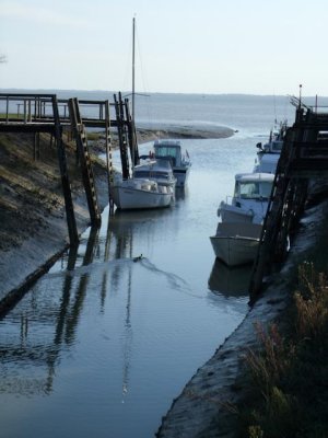 Talmont-Sur-Gironde at low tide.jpg