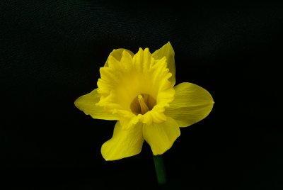 Daffodil Spring 2010