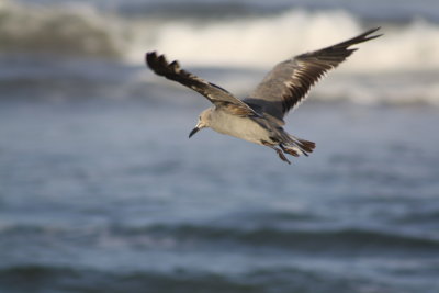 Gaviota garuma