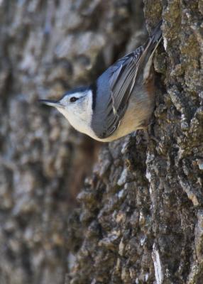 Nuthatch.jpg