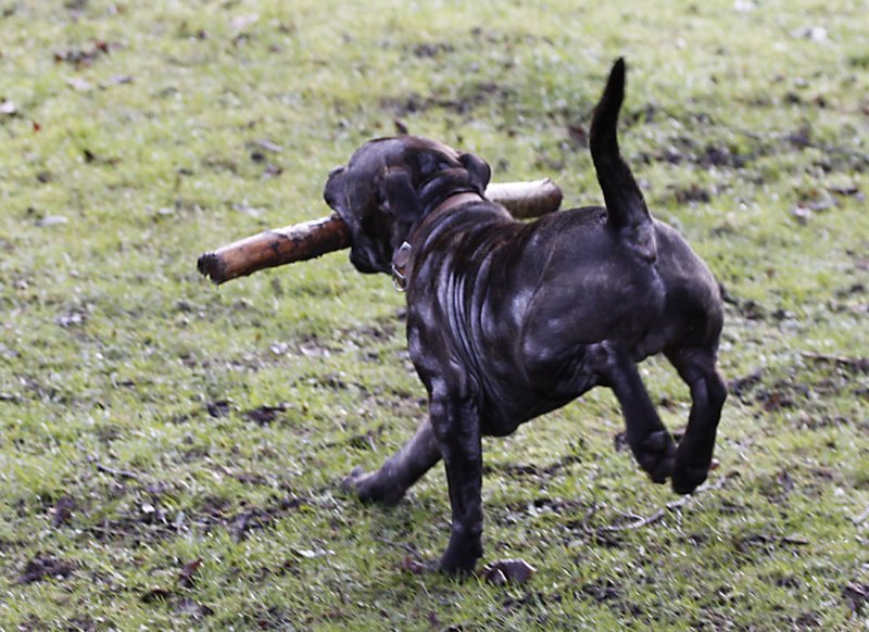 Dog with stick