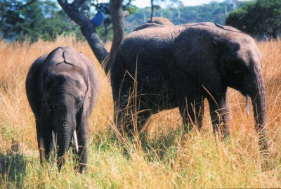 Mother and Son