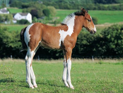 Piebald foal