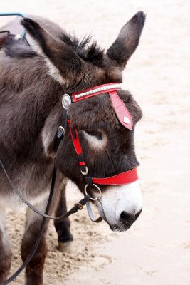 Donkey