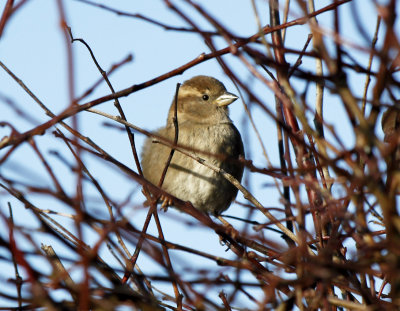 Sparrow