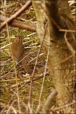 Thrush